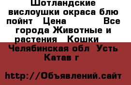 Шотландские вислоушки окраса блю пойнт › Цена ­ 4 000 - Все города Животные и растения » Кошки   . Челябинская обл.,Усть-Катав г.